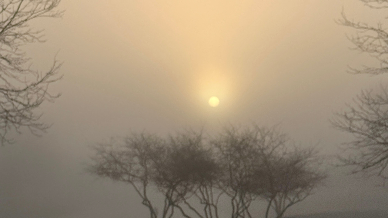 Morning sun glowing through mist above bare trees, symbolizing uncertainty and reflection