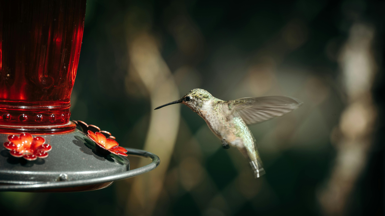 Hummingbird hovering beside a red backyard feeder while feeding.